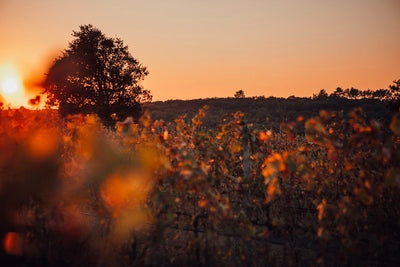 Apéritif au coucher du soleil